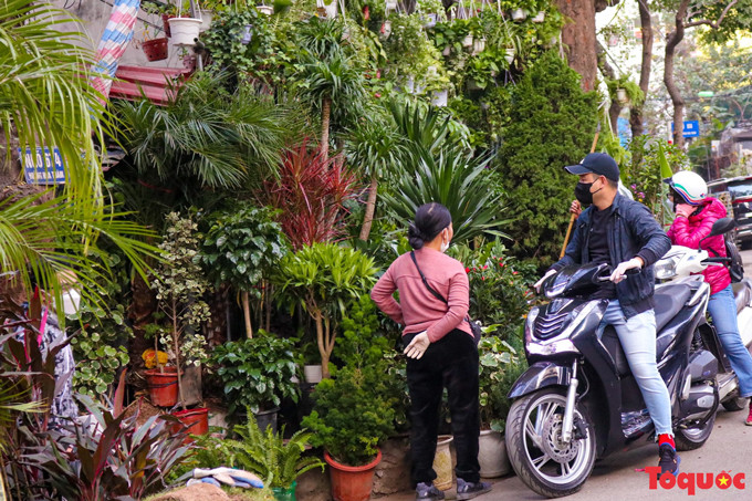 Según un vendedor en Hoang Hoa Tham, por estos días más personas pasan por el mercado, que en vez de las tradicionales plantas como melocotón, kumquat y albaricoque amarillo ofrece margaritas, gladiolos y otras ornamentales.