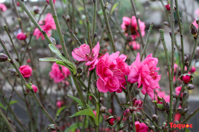 Cada año, en vísperas del Tet, se instalan mercados de flores en algunas calles de Hanói como Au Co y Lac Long Quan, en el distrito de Tay Ho, y Le Van Luong, en el de Cau Giay. Son paraísos de flores y plantas ornamentales como durazno, albaricoque amarillo (Ochna integerrima), tulipán, toronjo y kumquat.