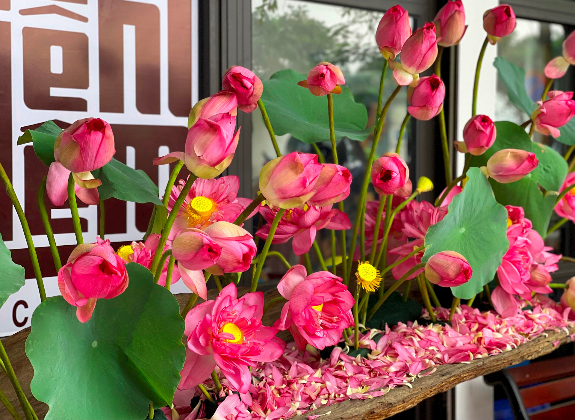 El loto que da renombre al distrito de Tay Ho pertenece a la variedad “Bach diep” (cien pétalos), que se caracteriza por sus dobles pétalos y fragancia. De ahí viene la tradición de la población local, particularmente en Quang An, de elaborar el té desde esa especie, cuya reputación se ha concretado con el reconocimiento en 2013 de la marca “Té de loto de Quang An, quintaesencia del té vietnamita”. Entre las familias locales dedicadas a la ocupación, la de los artesanos Ngo Van Xiem y Luu Thi Hien consiguió que su producto “Té de loto de Hien Xiem” se clasificara al programa OCOP (Cada comuna, un producto) con cuatro estrellas.