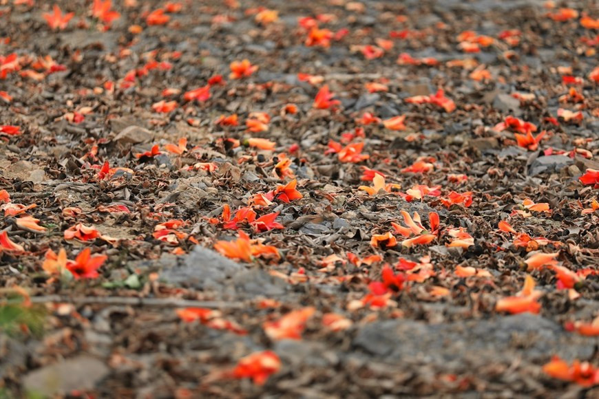 Las delicadas flores de algodoneros rojos exhiben una belleza extrañamente atractiva.