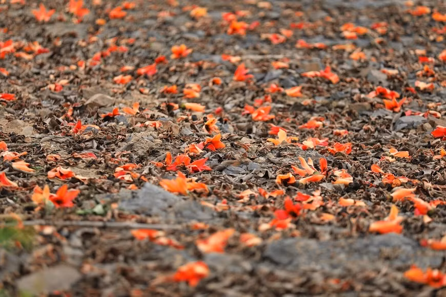 Las delicadas flores de algodoneros rojos exhiben una belleza extrañamente atractiva.