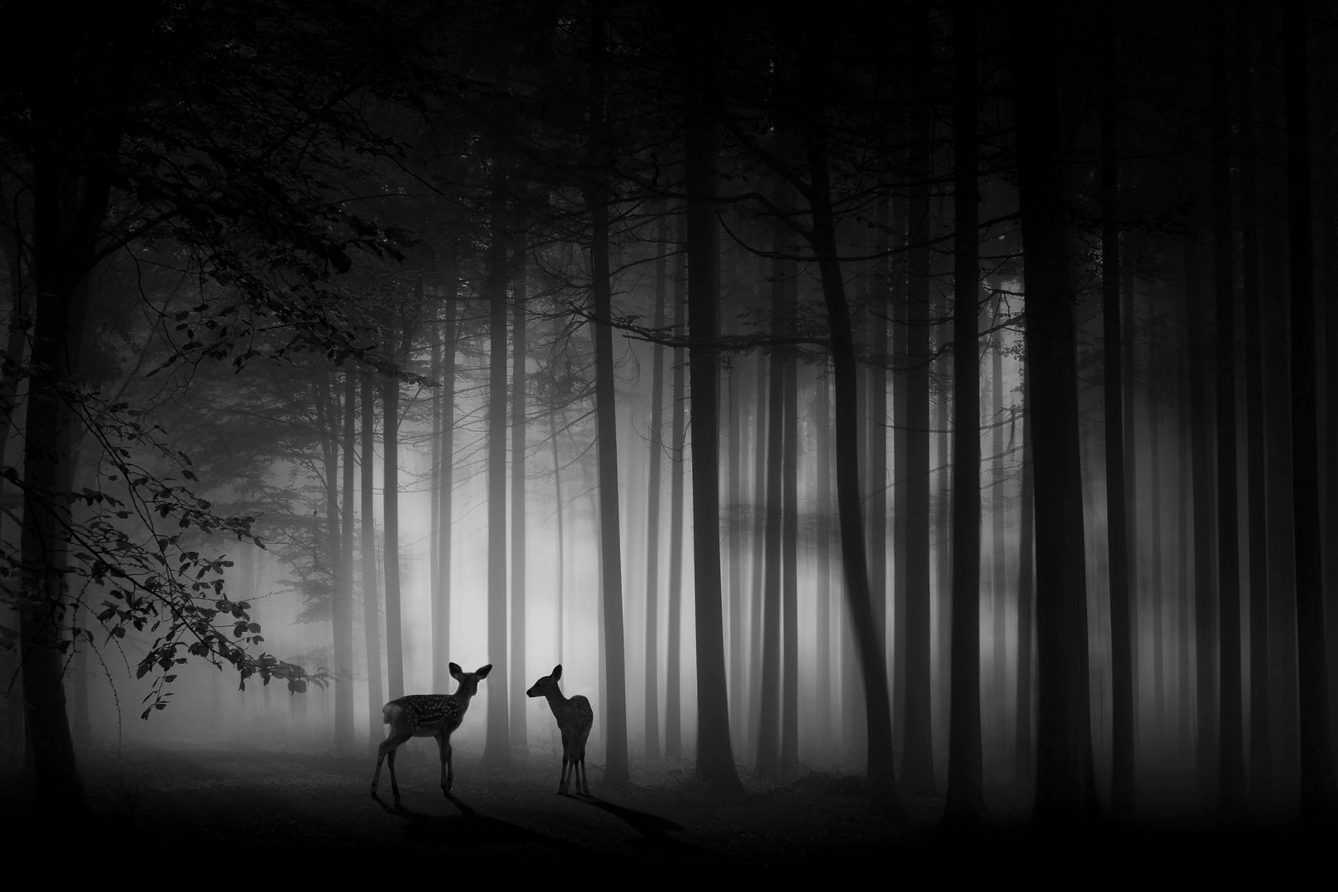 “Foggy dawn” bajo el lente de Ma Yaping, de China. Recibió el máximo título de la ISF en la categoría de foto monocromática de tema libre. “Foggy dawn” bajo el lente de Ma Yaping, de China. Recibió el máximo título de la ISF en la categoría de foto monocromática de tema libre.