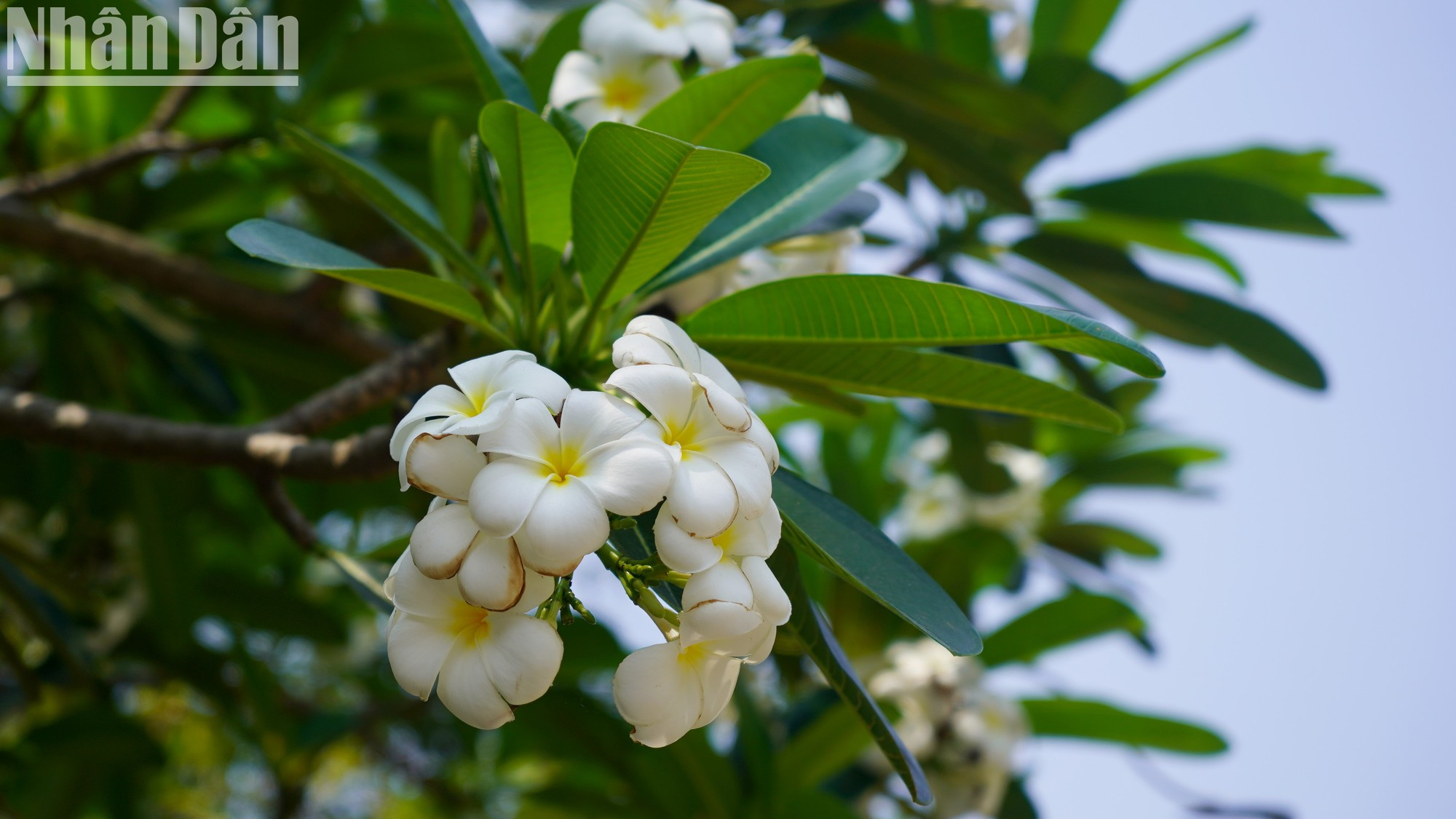 La pagoda se asienta en una gran finca arbolada que infunde tranquilidad y relajación a los visitantes.