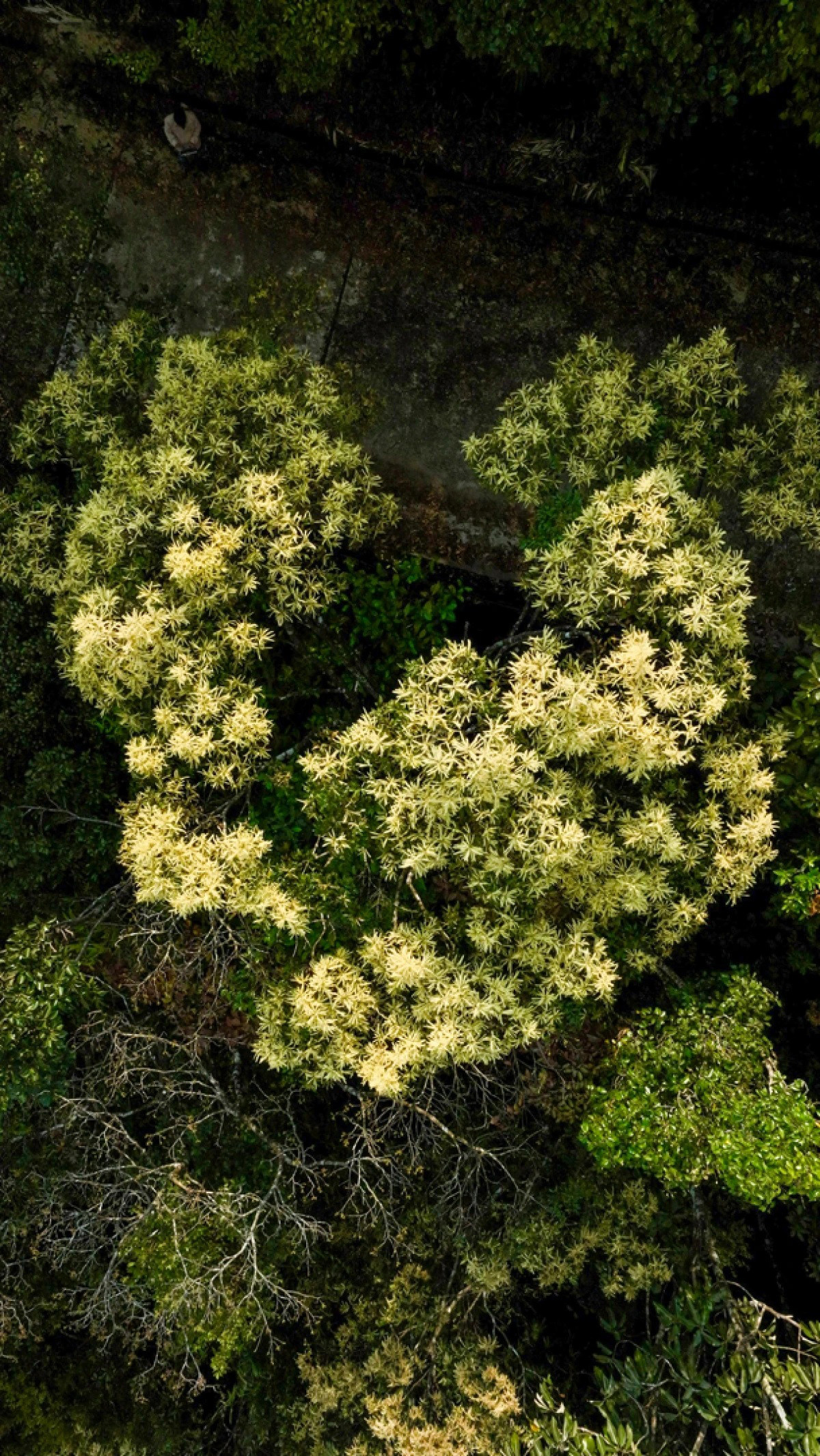 Las flores blancas del rododendro entre el verdor han maravillado a muchos excursionistas. Las flores blancas del rododendro entre el verdor han maravillado a muchos excursionistas.