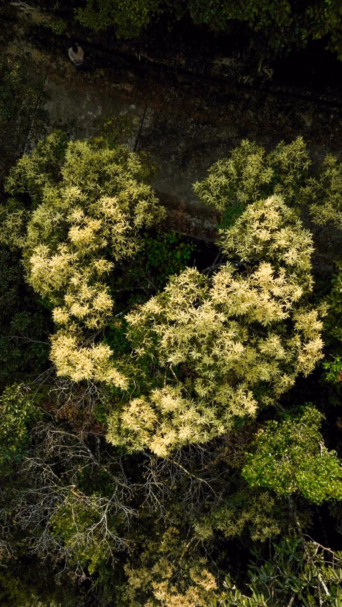 Las flores blancas del rododendro entre el verdor han maravillado a muchos excursionistas.