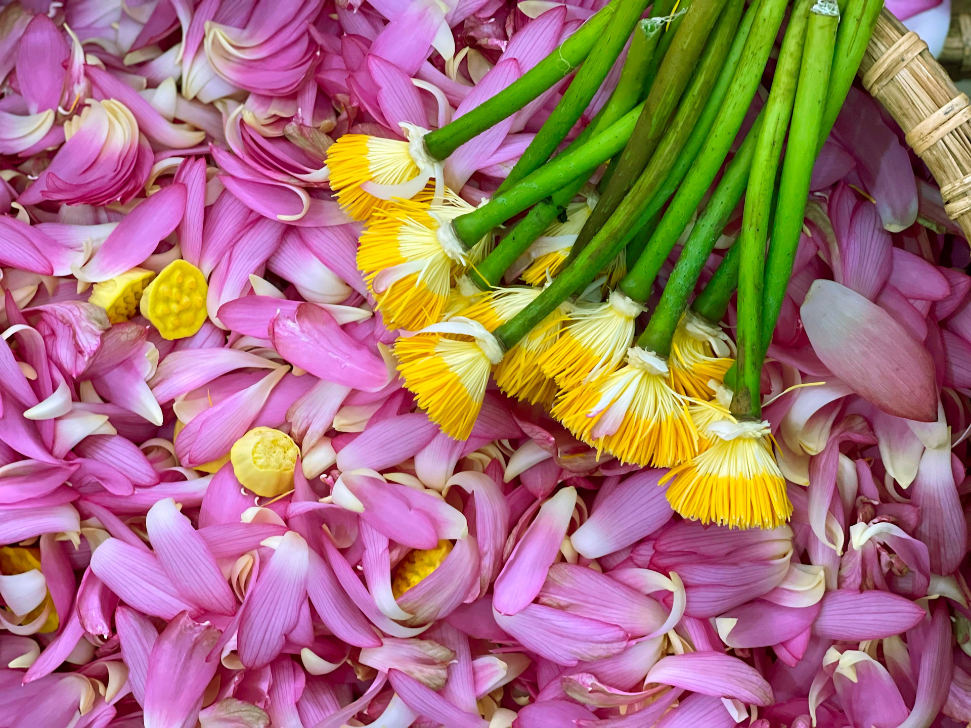 La familia procesa cada día un promedio de mil flores de loto. El proceso consiste en meter hojas de té secadas y un puñado de arroz de loto adentro de los capullos de esa flor, envolverlos en hojas de loto y atarlos.