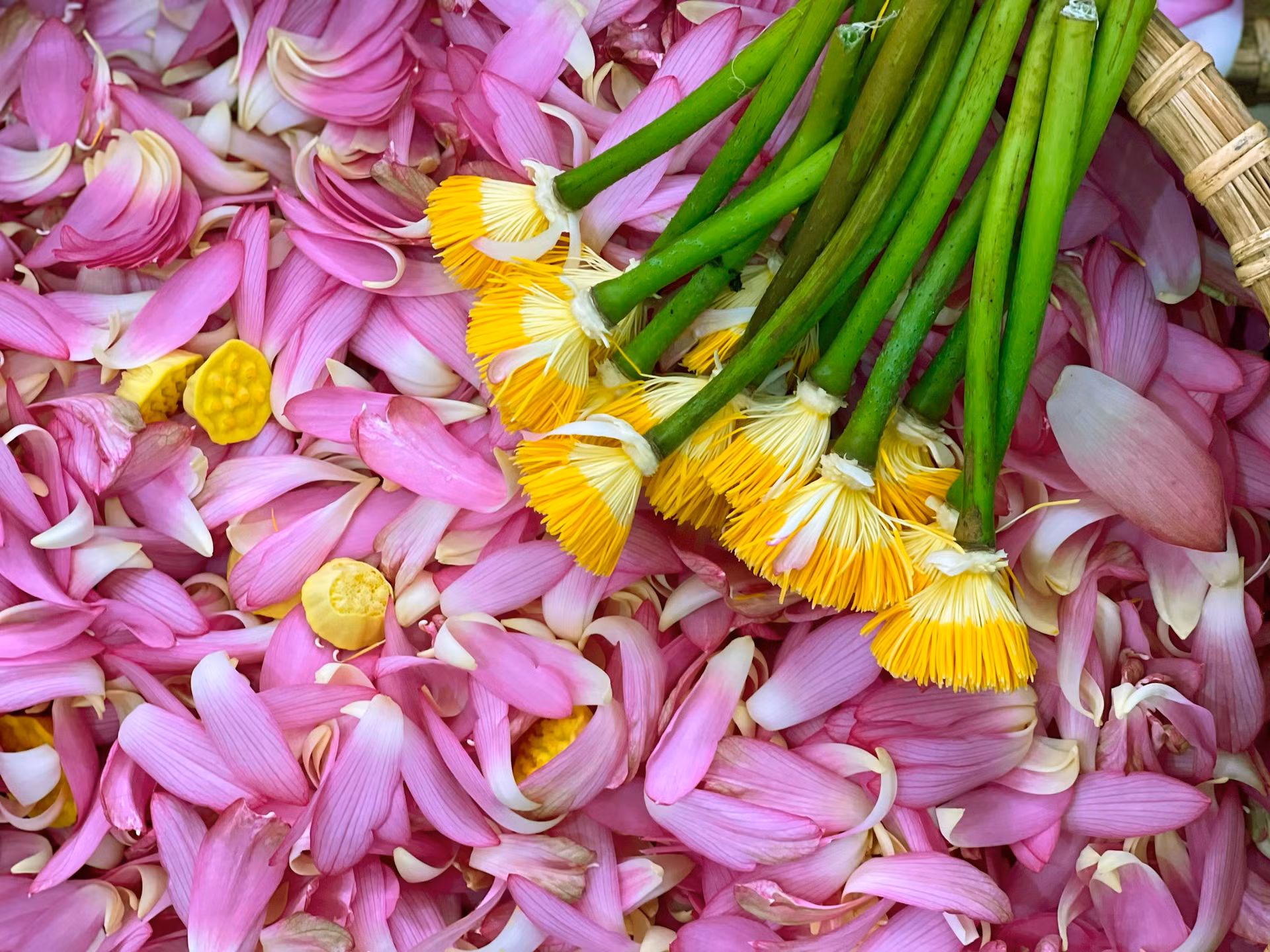 La familia procesa cada día un promedio de mil flores de loto. El proceso consiste en meter hojas de té secadas y un puñado de arroz de loto adentro de los capullos de esa flor, envolverlos en hojas de loto y atarlos.