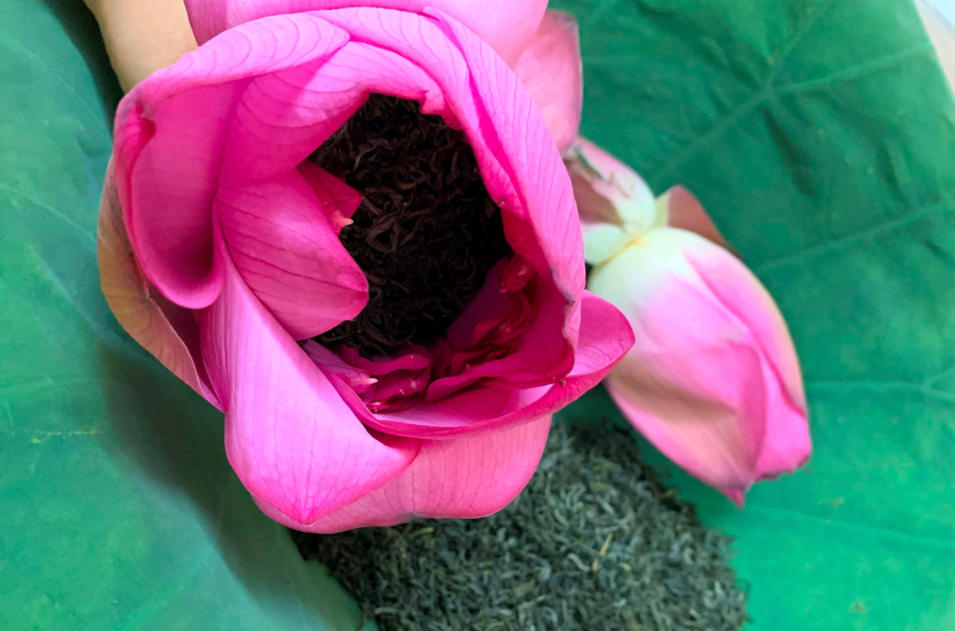 Los capullos de té se dejan reposar en el agua durante 24 horas y luego en la nevera para uso diario.