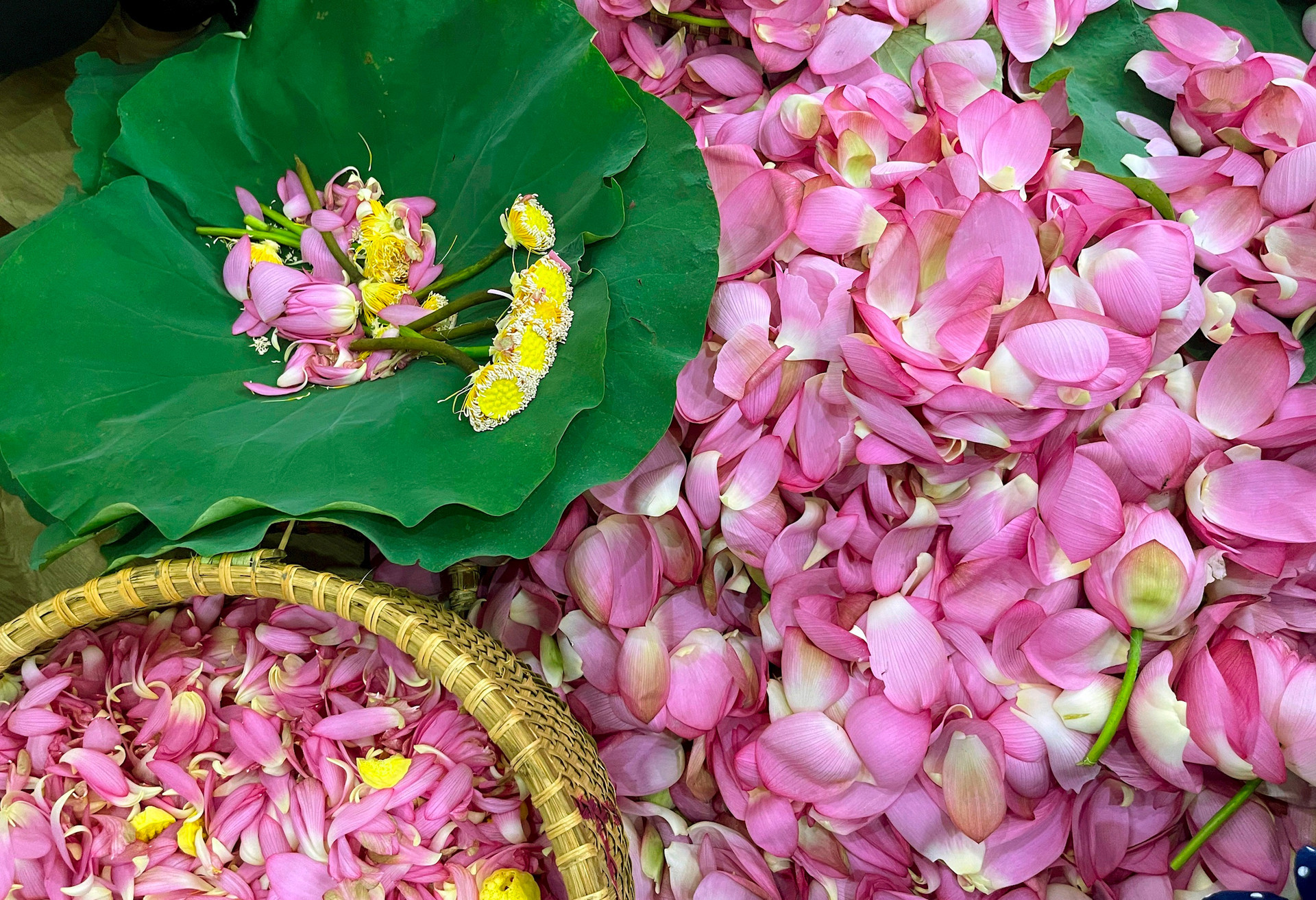 “A diario, junto con nuestros descendientes realizamos la aromatización del té con flores de loto, cada persona con su tarea que varía desde quitar pétalos, secar pistilos y separar ‘arroz de loto' (puntas blancas del pistilo). Esta última faena requiere esmero, hay que ser delicado y diestro para que esos granos no se rompan ni pierdan su aroma”, dijo Thi Hien.