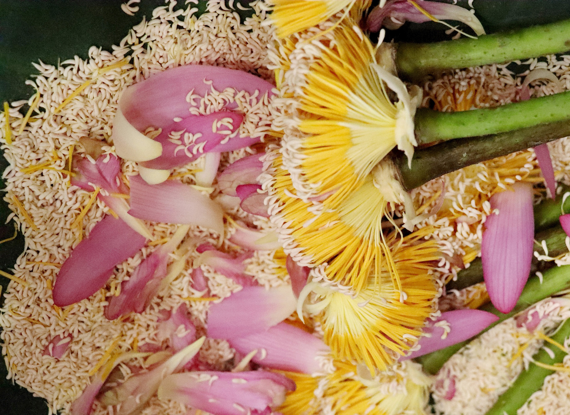 El arroz de loto se considera la parte más fragante de una flor de loto.