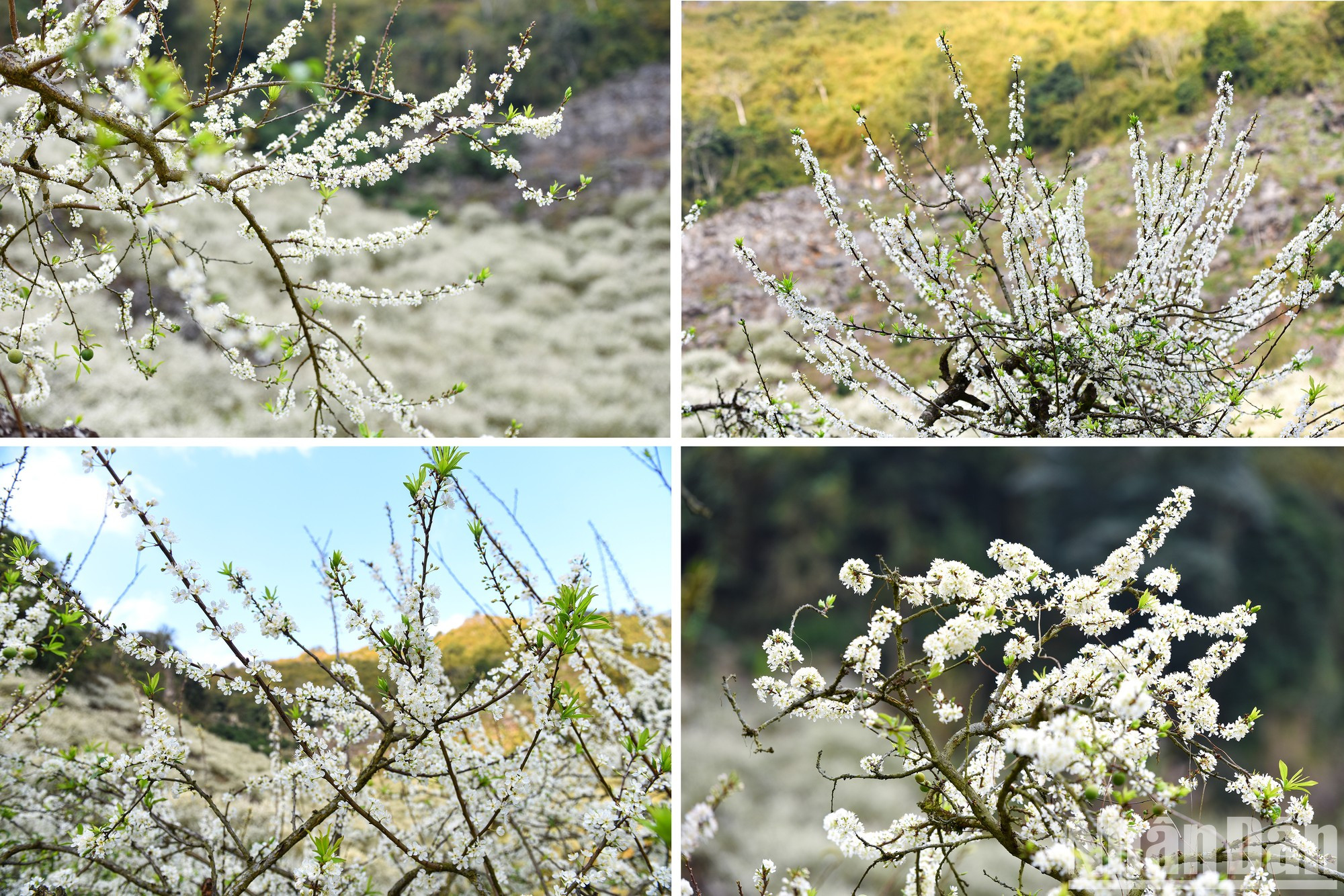 Ramas de flores de albaricoque, una de las especialidades de esta tierra montañosa.