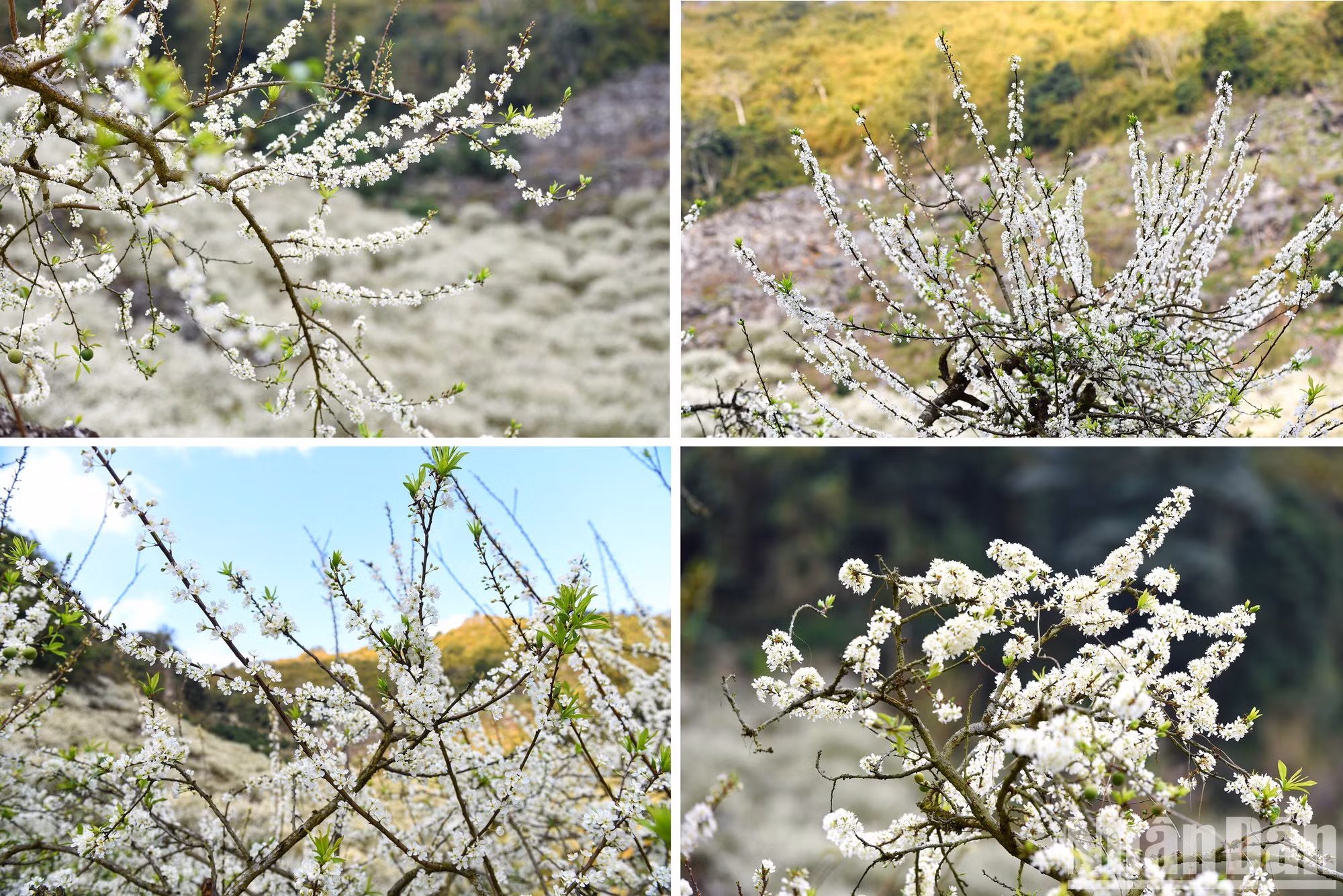 Ramas de flores de albaricoque, una de las especialidades de esta tierra montañosa. Ramas de flores de albaricoque, una de las especialidades de esta tierra montañosa.