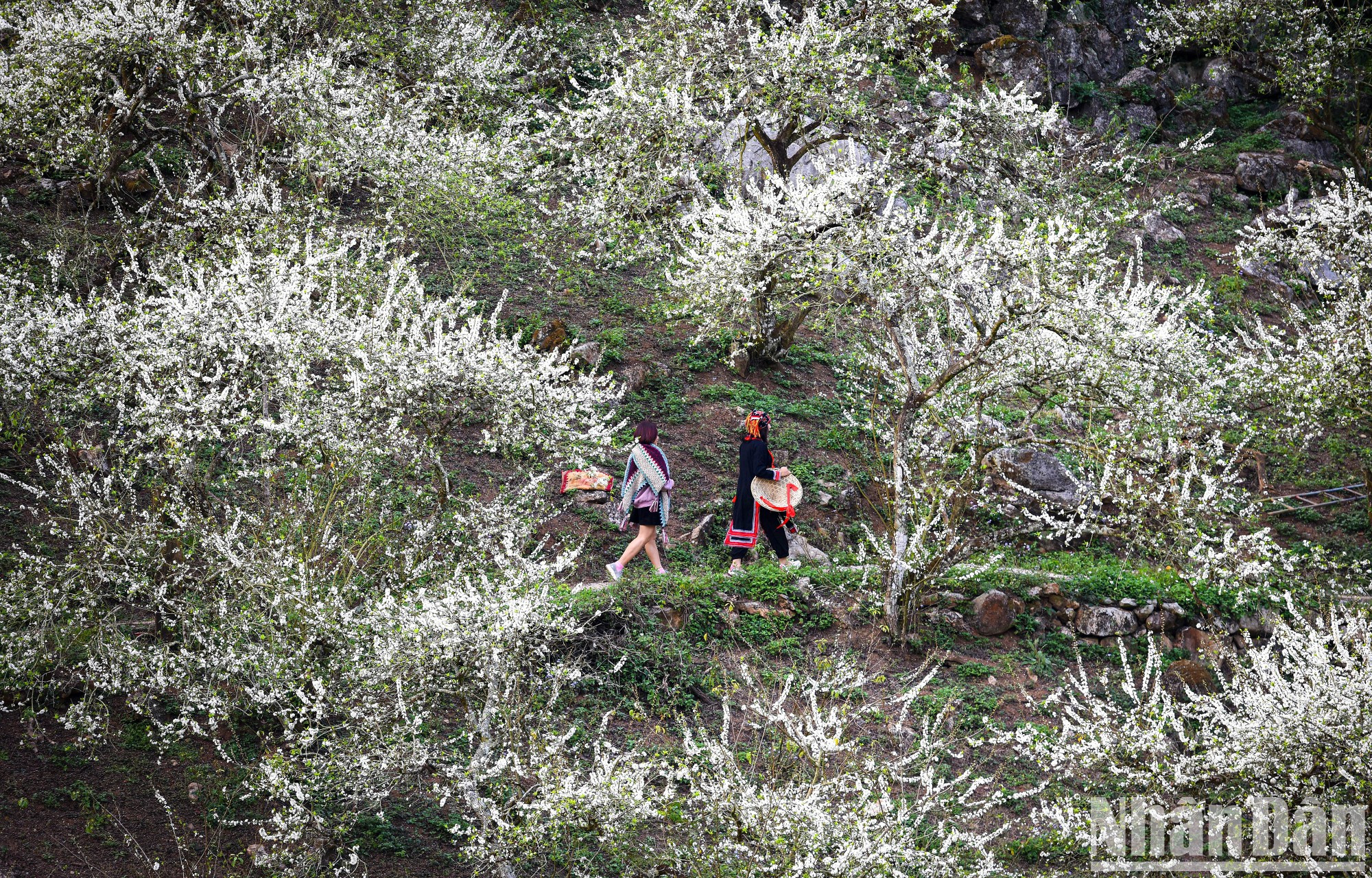 La floración de dicha especie transforma los paisajes locales en un edén primaveral.