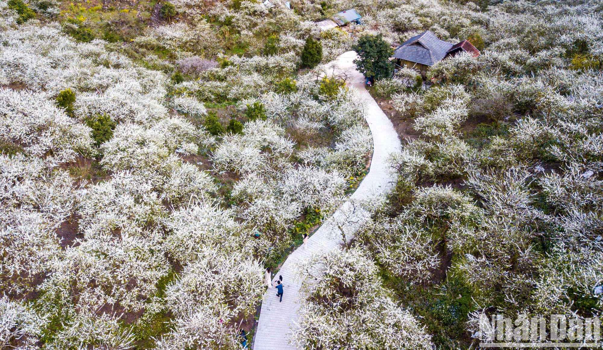 El valle de Mu Nau en esta temporada ilumina un horizonte del Noroeste vietnamita.