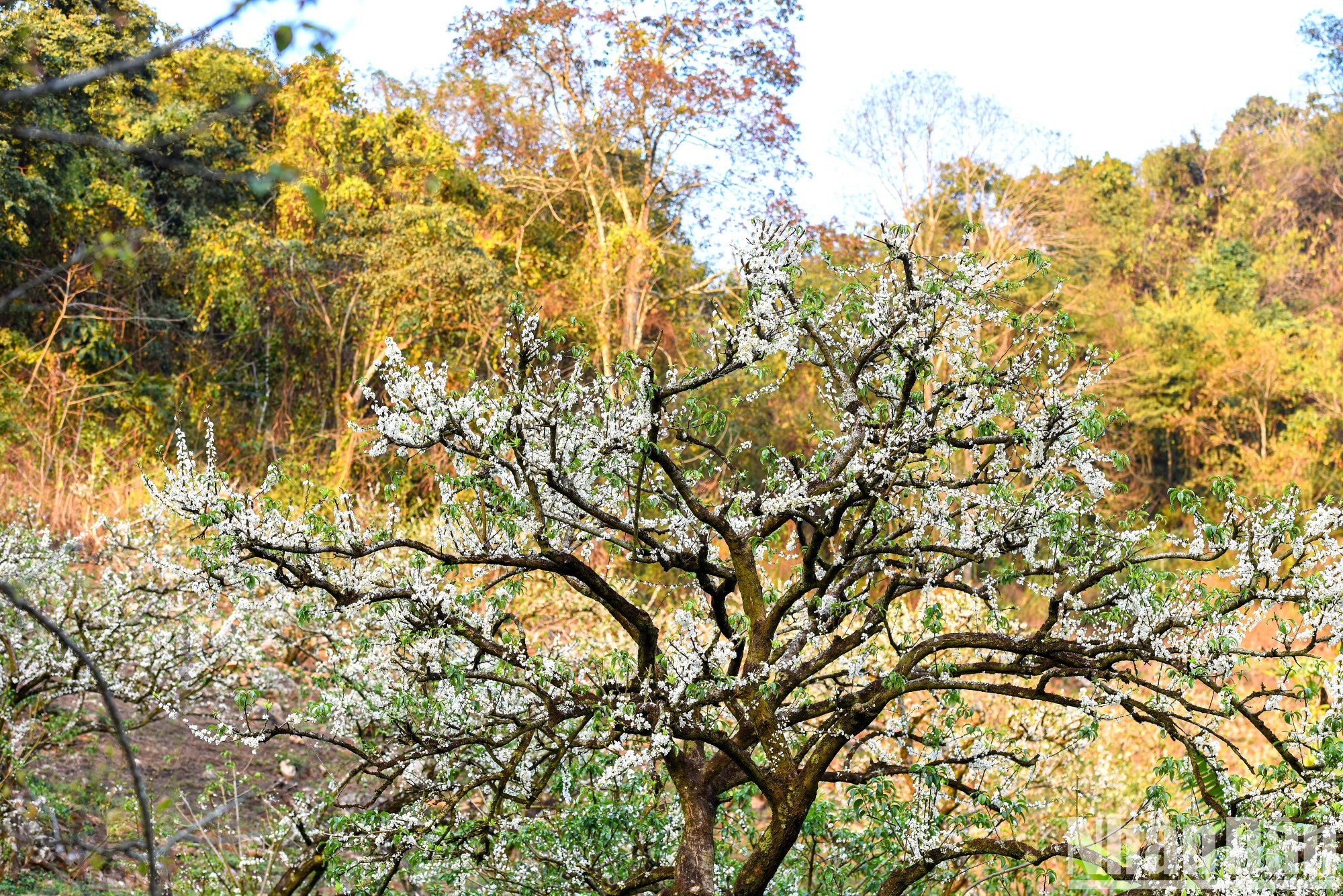 La finca se sitúa a más de mil metros sobre el nivel del mar, con 200 hectáreas de bosques primitivos alternados con decenas de jardines de albaricoque.