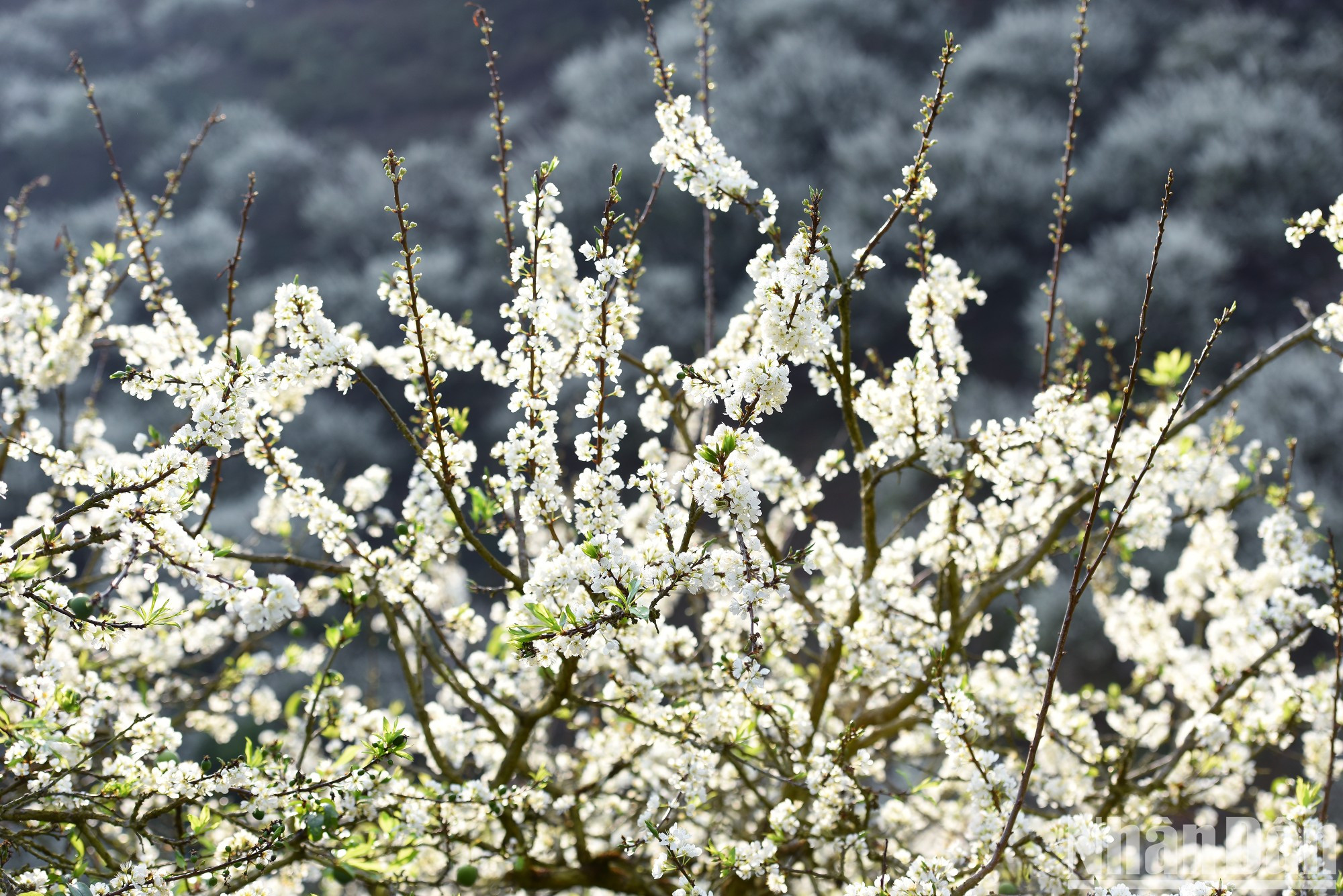 Las flores de albaricoque con su pureza hacen brillar los montes y bosques de Moc Chau.