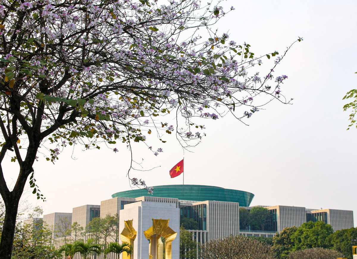 La “Bauhinia variegata” o comúnmente árbol orquídea es endémica de las montañas noroccidentales y fue introducida en otros terrenos como Hanói desde hace tiempo. La “Bauhinia variegata” o comúnmente árbol orquídea es endémica de las montañas noroccidentales y fue introducida en otros terrenos como Hanói desde hace tiempo.
