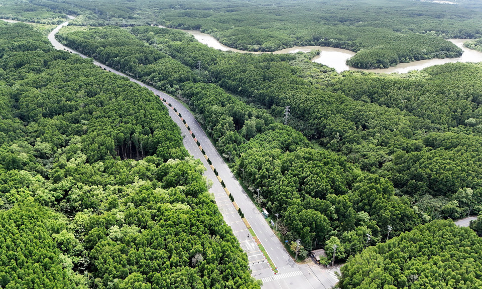 El camino a través del bosque de manglares. El camino a través del bosque de manglares.