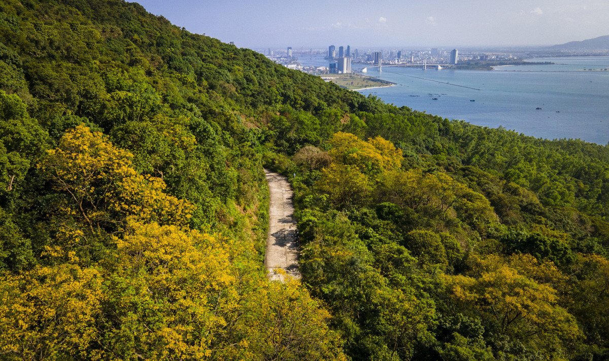 La temporada de floración del flamboyán dorado (Peltophorum pterocarpum) apenas termina en la península de Son Tra.