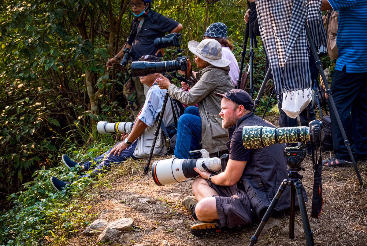 Fotógrafos esperando tomar instantáneas de esos simios buscando comida en el ramaje.