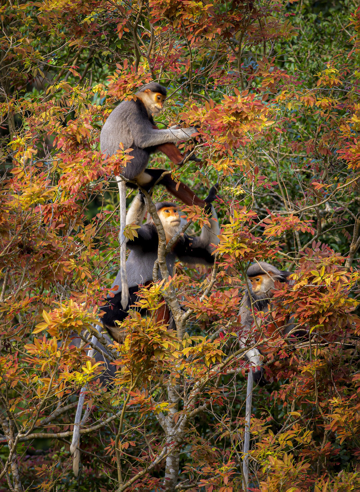 El langur jaspeado figura en la Lista Roja de Especies Amenazadas de la UICN.