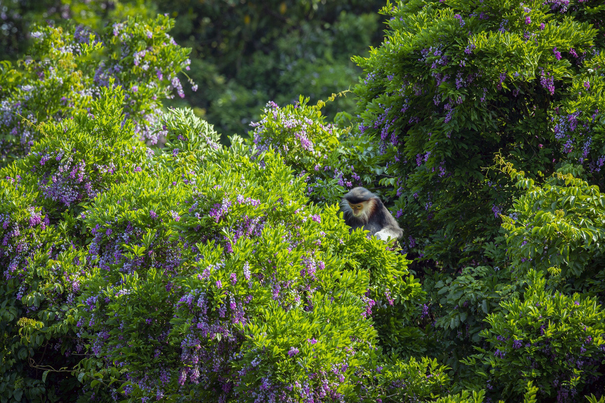 También se verán langures jaspeados mordisqueando flores y brotes de estos árboles.