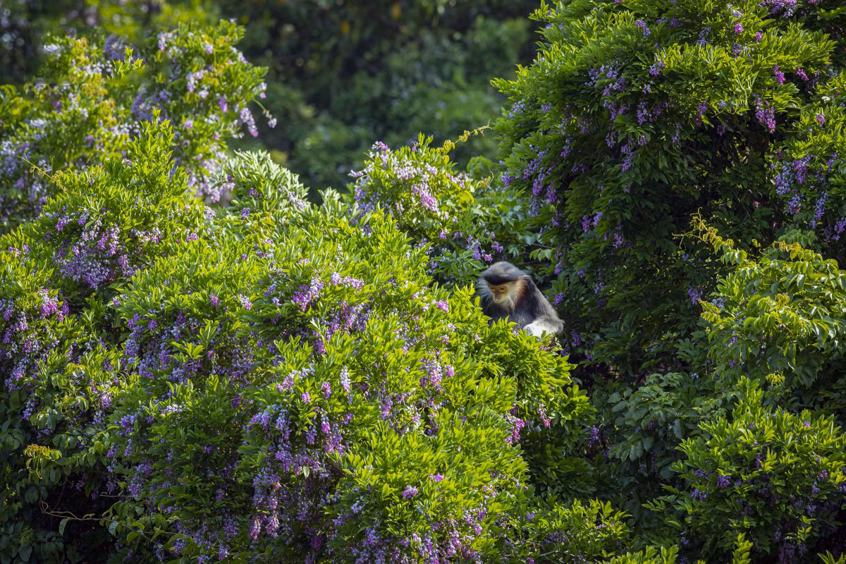 También se verán langures jaspeados mordisqueando flores y brotes de estos árboles.