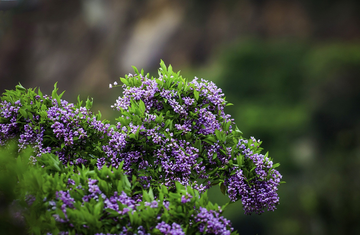 Siguiendo la temporada del flamboyán dorado, la especie “Than mat” (Millettia ichthyochtona) añade otro tono a la península de Son Tra.