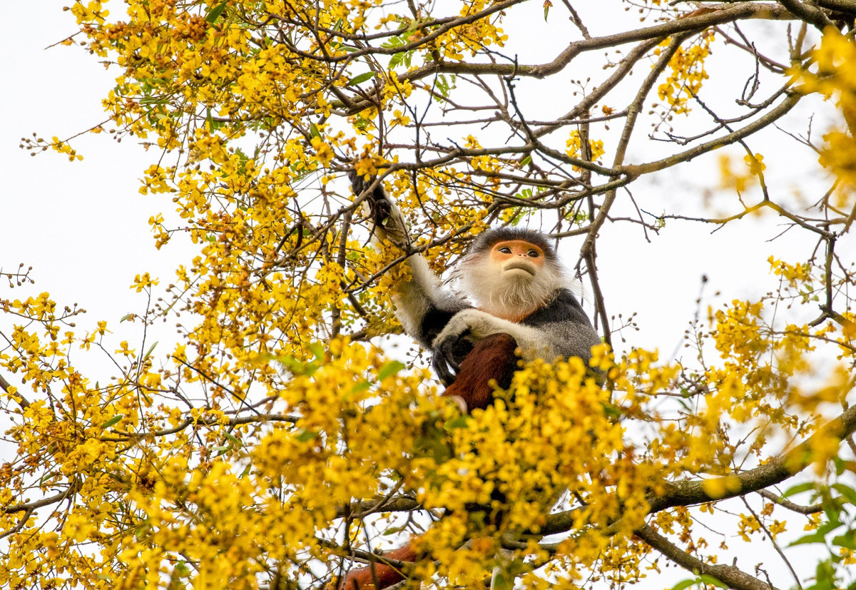 El árbol Peltophorum pterocarpum, de tallo leñoso, es una especie predominante en Son Tra. También es una fuente de alimentos para el langur jaspeado (Pygathrix nemaeus).