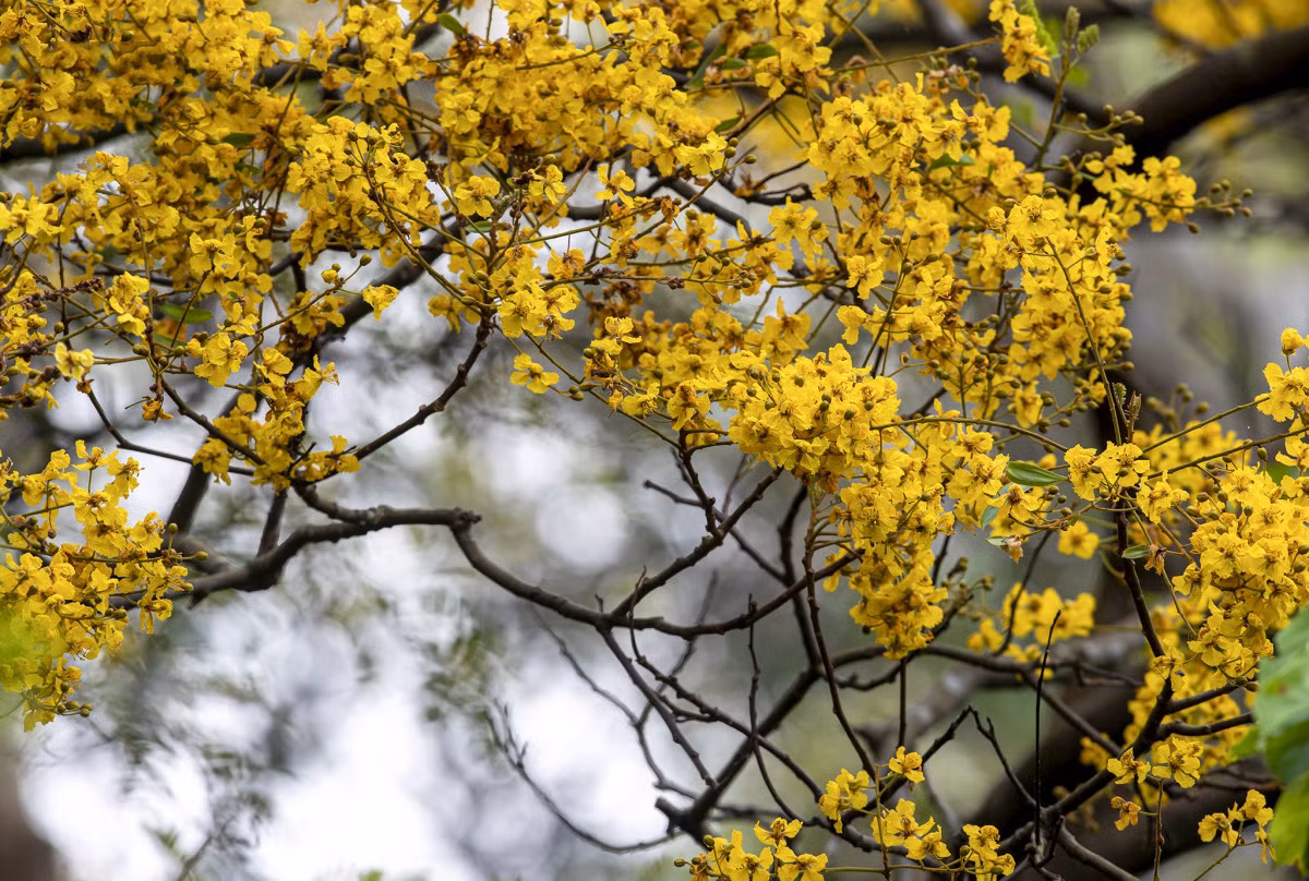 Las laderas de la península cubiertas de flamboyán en plena floración son un gran atractivo para los viajeros, sobre todo para los amantes de la fotografía.