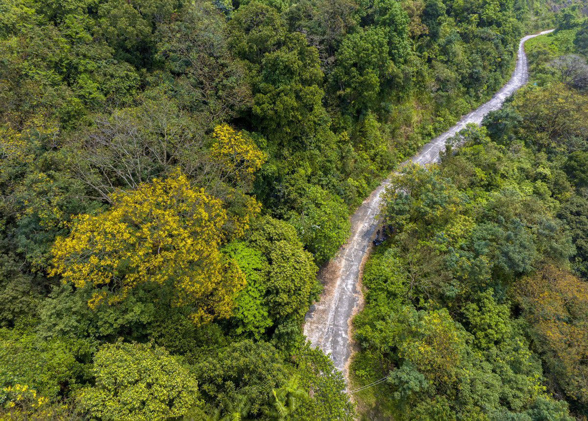 Esta planta endémica suele abrir a finales de marzo y marchitarse en mayo.