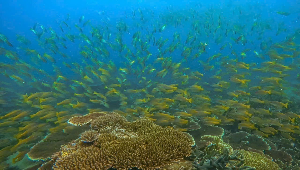 Ecosistema marino diverso y rico en el Parque Nacional de Con Dao. Ecosistema marino diverso y rico en el Parque Nacional de Con Dao.