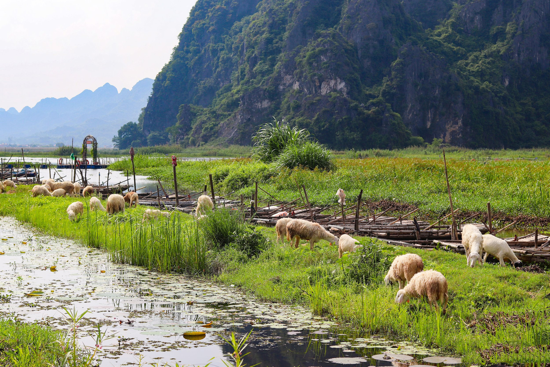 Colindante con el humedal de Van Long, el campo de ovejas de Gia Hung, donde son bienvenidos los turistas a hacerse fotos.