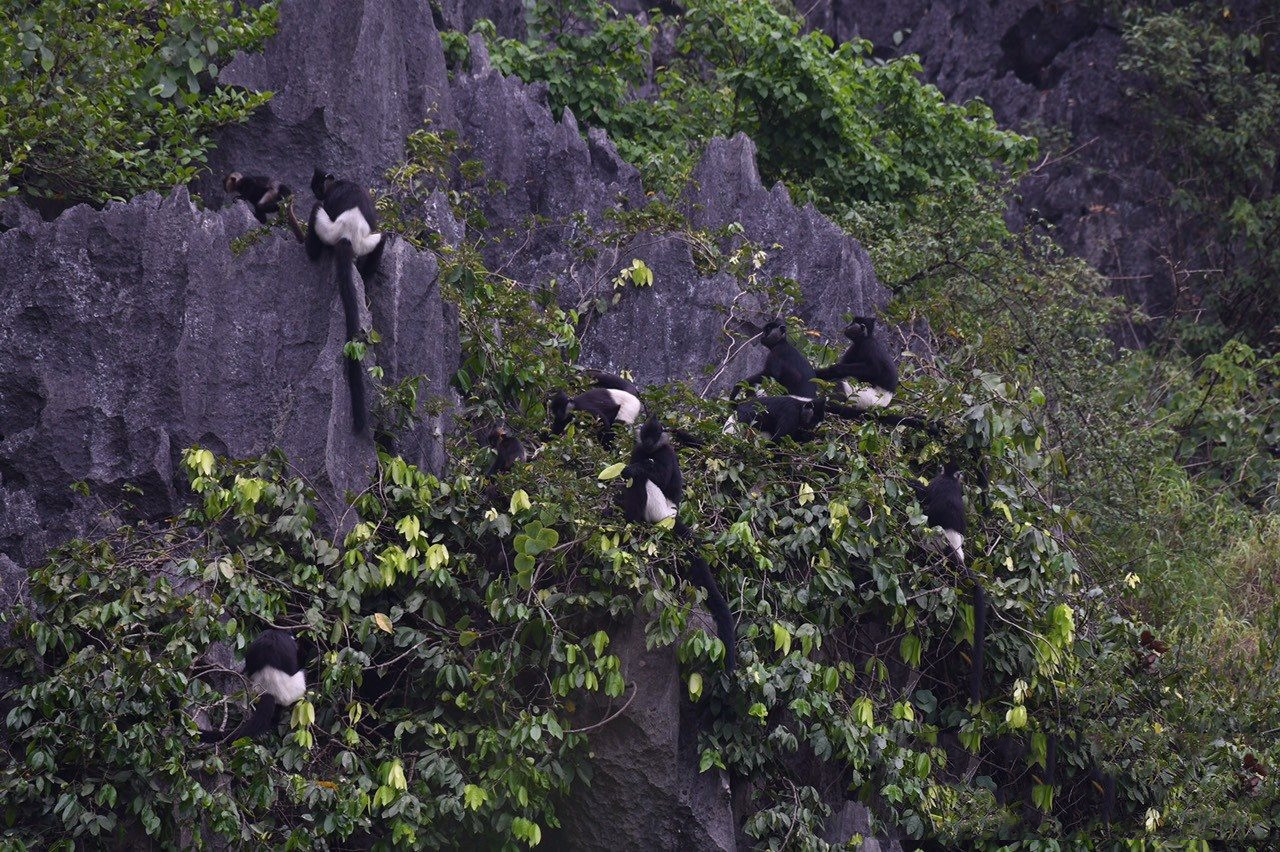 El recinto posee dos récords nacionales, “El lugar donde se encuentra la mayor población de langures de Delacour (Trachypithecus delacouri, especie endémica de Vietnam)” y “El lugar con la mayor pintura natural en el país” (la pintura rupestre en la montaña de Meo Cao).