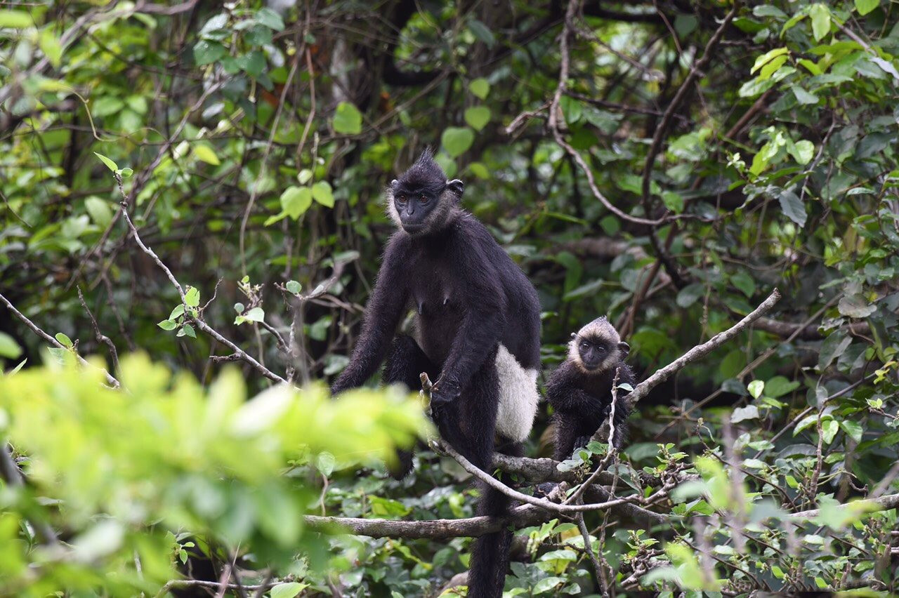Aquí habitan más de 450 especies de traqueofitas, ocho de las cuales están inscritas en el Libro Rojo de Vietnam, y 39 animales, incluidos 12 raros.