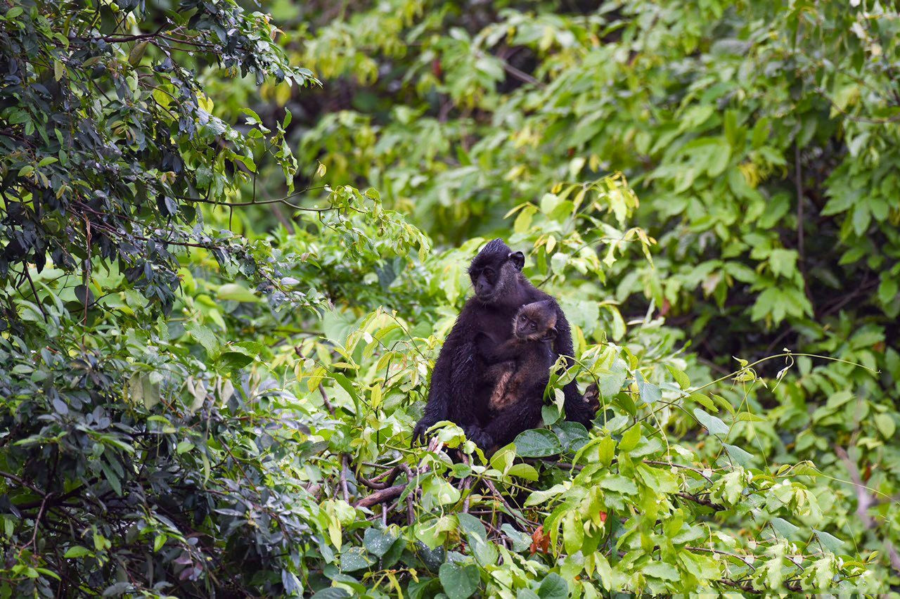Tran Xuan Quang, director de la Cooperativa de Servicios de Ecoturismo de Van Long, informó que en esta área protegida viven unos 200 langures de Delacour.