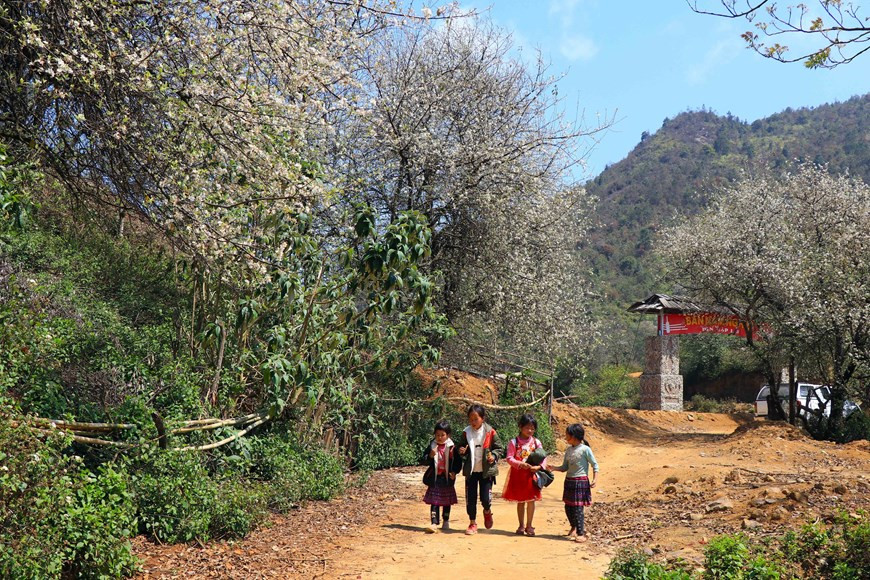 Camino hacia la escuela de los niños en la comuna de Ngoc Chien, de la provincia montañosa de Son La, se tiñe con el color blanco de las flores Son Tra.