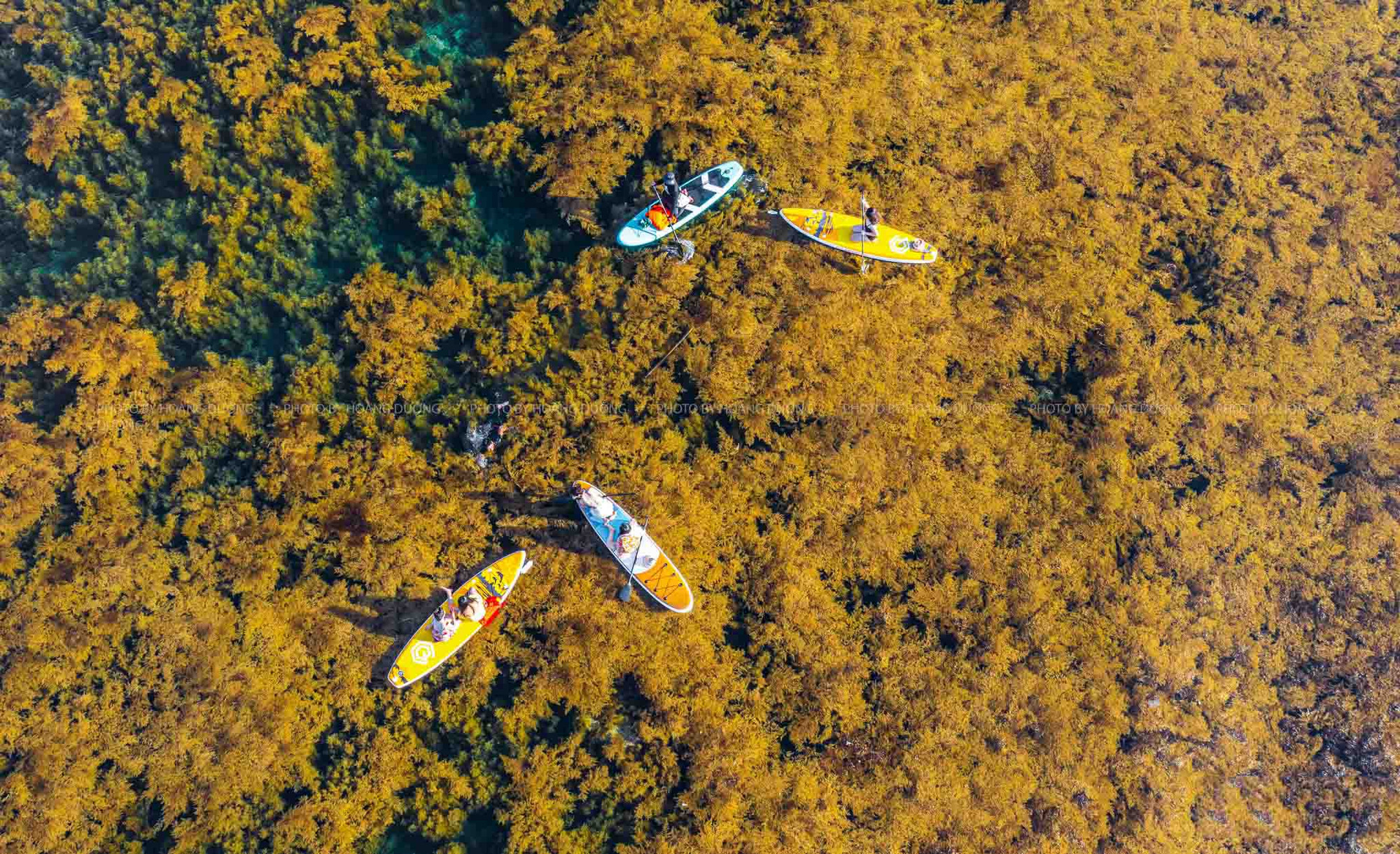 El “bosque” de sargazo tiñe de dorado el mar por Hon Kho.