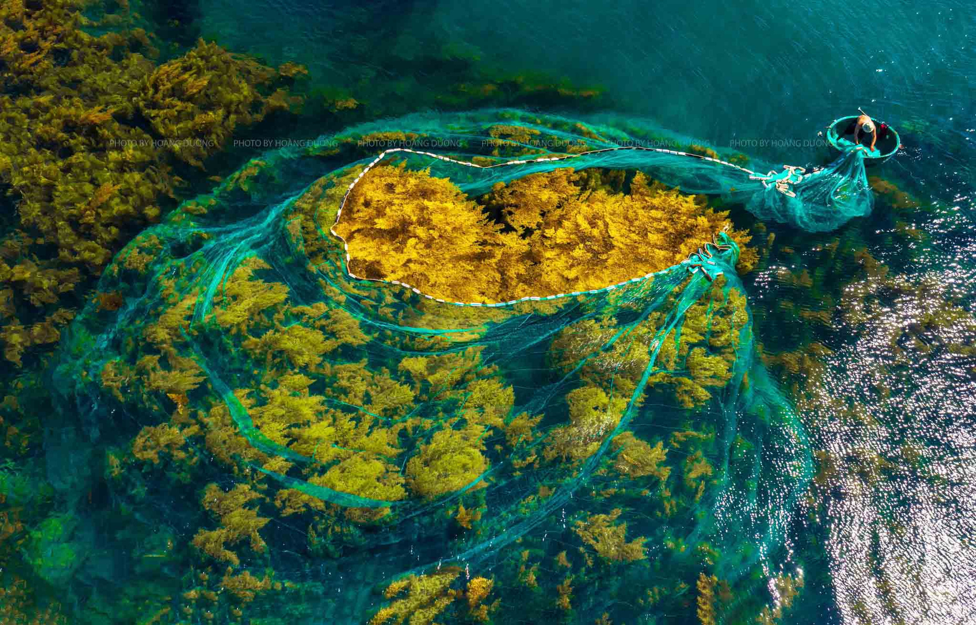 La temporada de esta especie dura desde finales de mayo a mediados de julio.