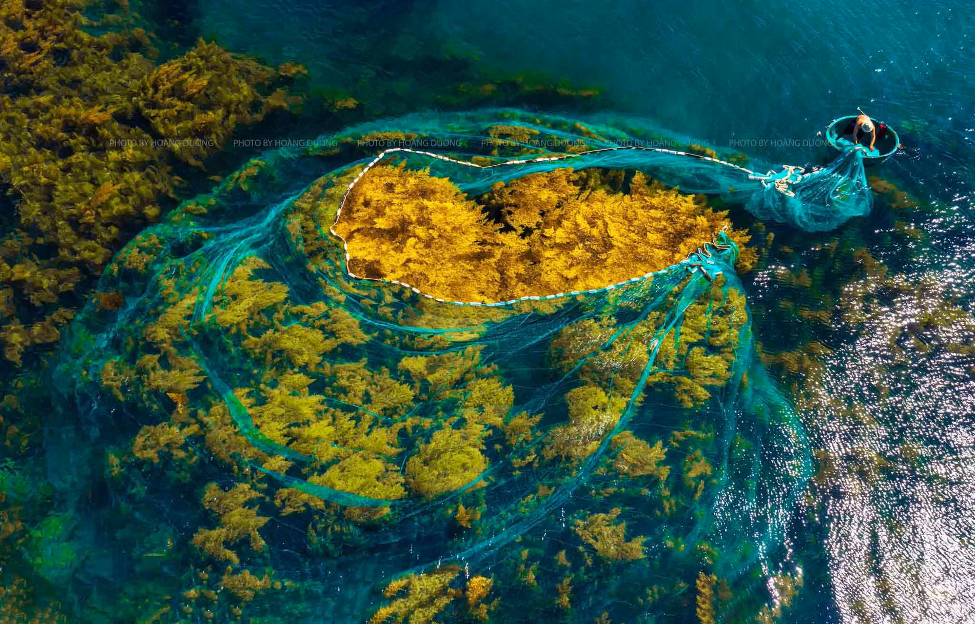 La temporada de esta especie dura desde finales de mayo a mediados de julio.