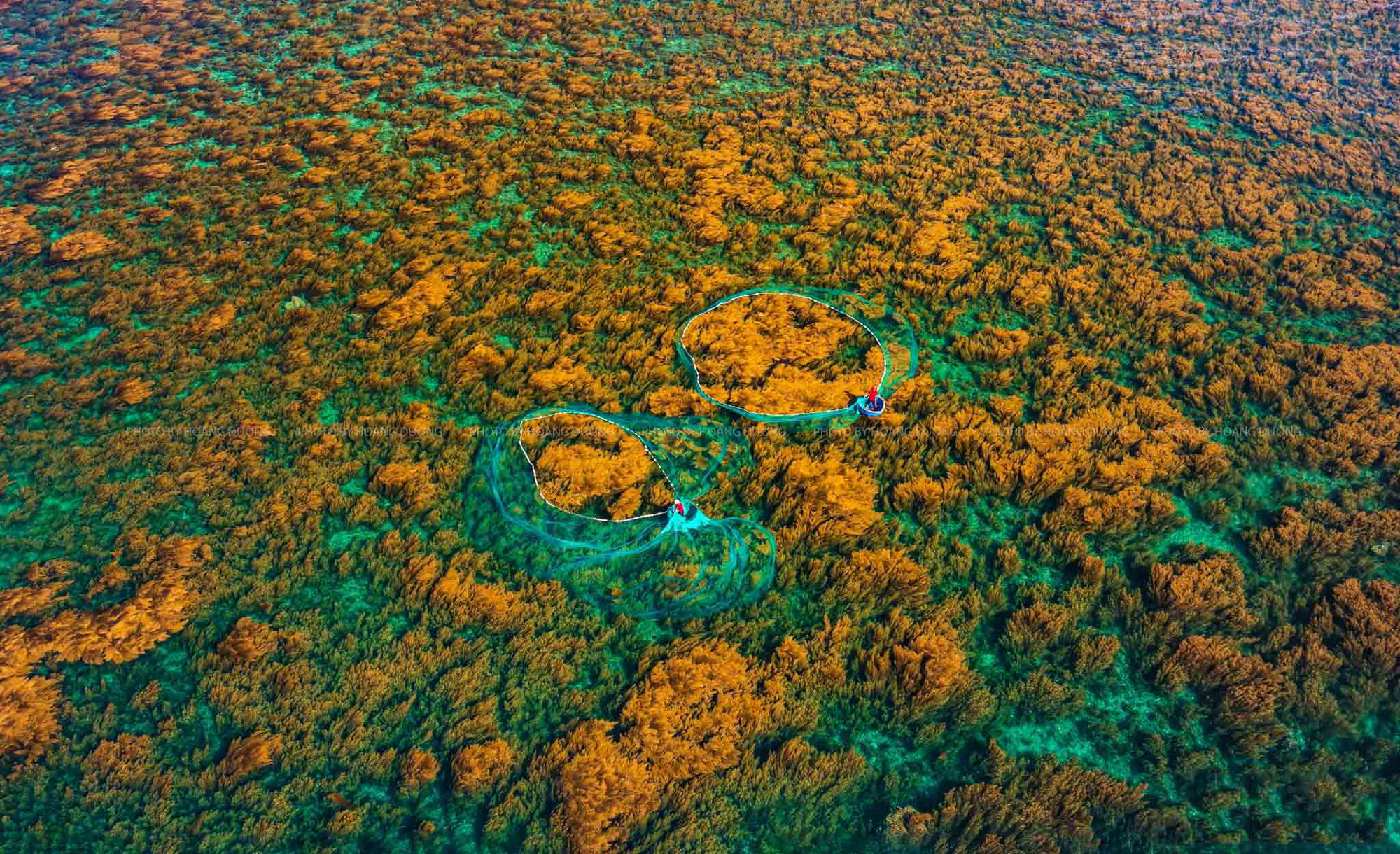 Pescadores locales lanzan la red para recolectar sargazo.