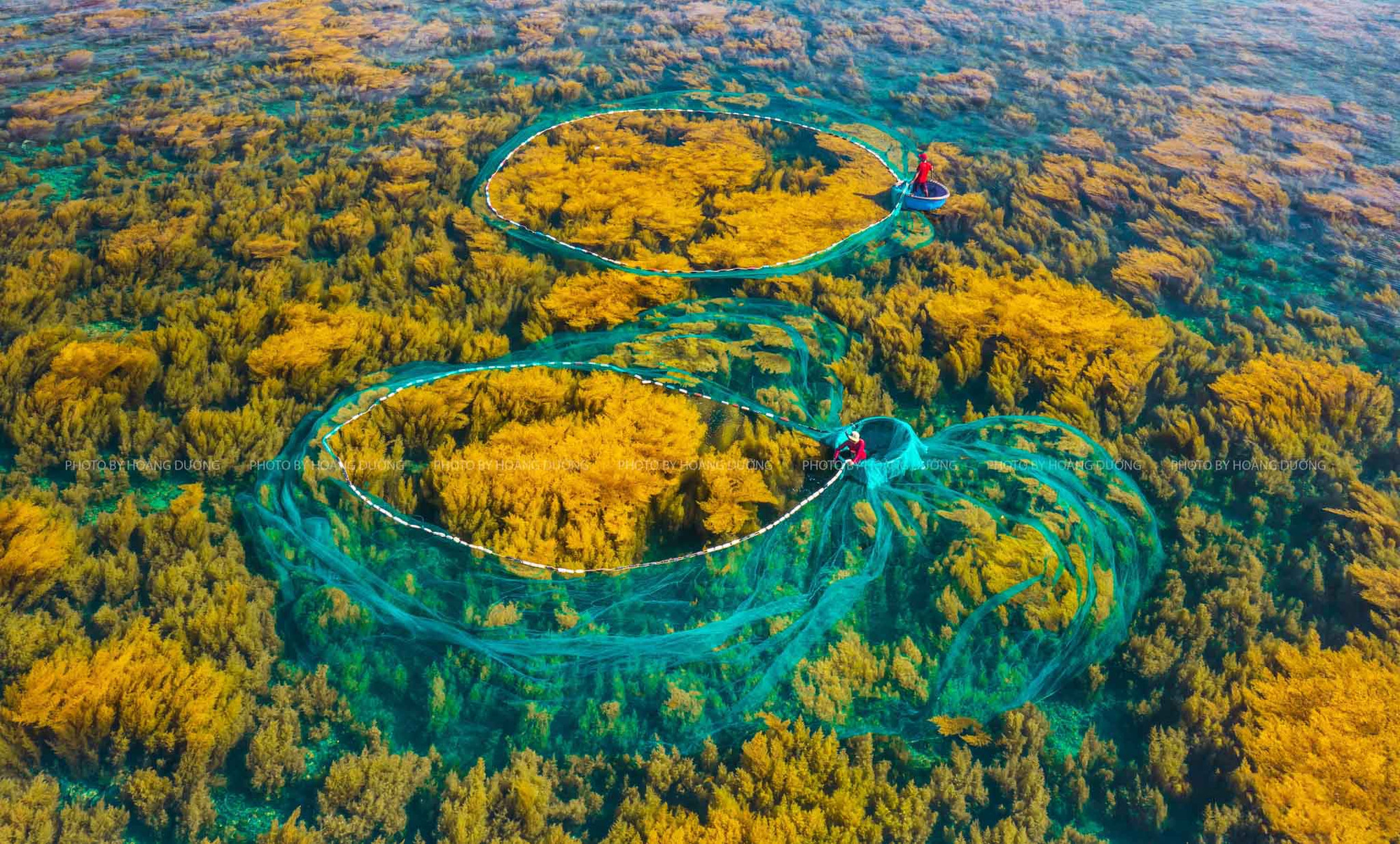Impresionante bosque de sargazo en isla vietnamita de Hon Kho