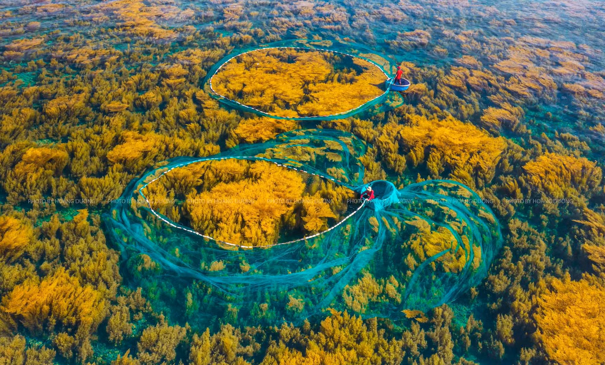 Impresionante bosque de sargazo en isla vietnamita de Hon Kho
