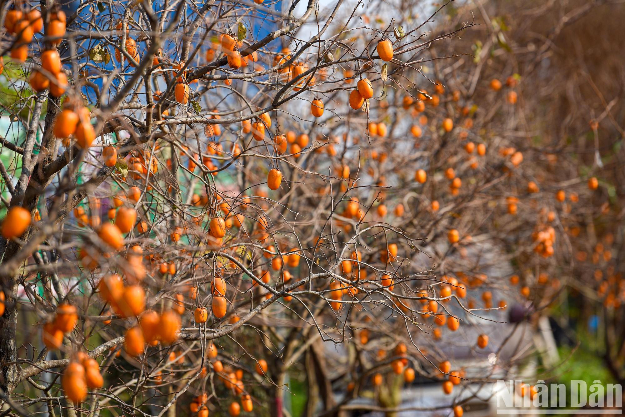 Suele ser de septiembre a diciembre, pero los mejores paisajes se contemplan a mediados de noviembre hasta principios de diciembre, cuando el tiempo se torna frío.