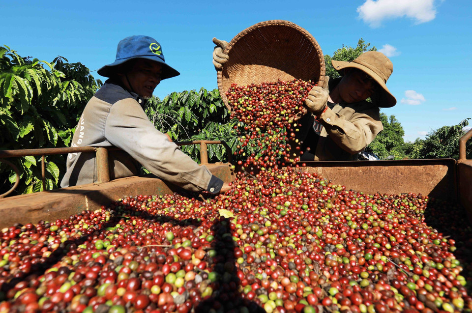 Cosecha de café en la zona de cultivo de la empresa Simexco Daklak, con sede en la ciudad de Buon Ma Thuot, de la provincia de Dak Lak. Cosecha de café en la zona de cultivo de la empresa Simexco Daklak, con sede en la ciudad de Buon Ma Thuot, de la provincia de Dak Lak.
