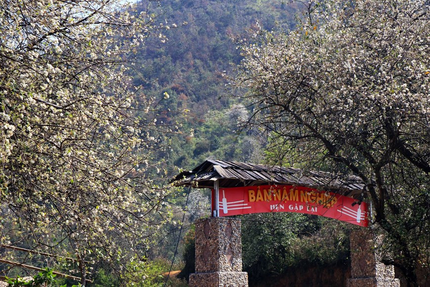 La comuna de Ngoc Chien se embellece con el color blanco de las flores Son Tra.