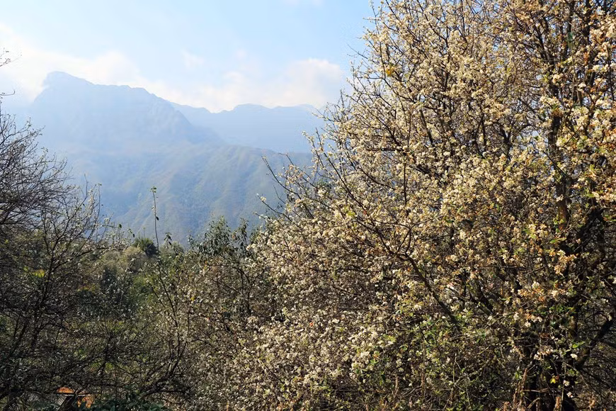 La comuna de Ngoc Chien se embellece con el color blanco de las flores Son Tra.