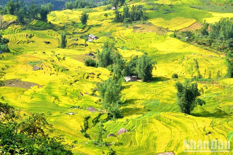 Esta localidad, donde empieza a desembocar el río Rojo en Vietnam, es conocida no solo por su clima fresco, sino también por poseer algunos de los arrozales en terrazas más hermosos de la región noroccidental del país. Esta localidad, donde empieza a desembocar el río Rojo en Vietnam, es conocida no solo por su clima fresco, sino también por poseer algunos de los arrozales en terrazas más hermosos de la región noroccidental del país.