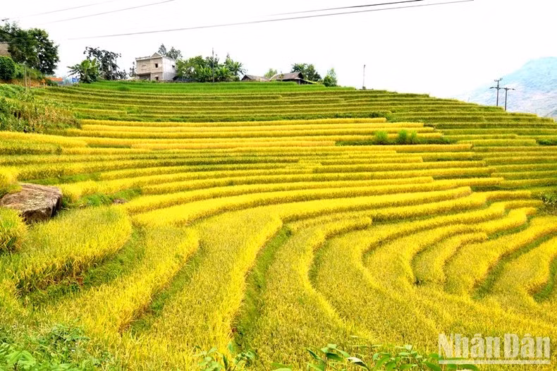 El distrito de Bat Xat alberga más de tres mil hectáreas de arrozales de dicha forma, que garantizan los suministros de alimentos y a la vez constituyen una atracción del turismo local.