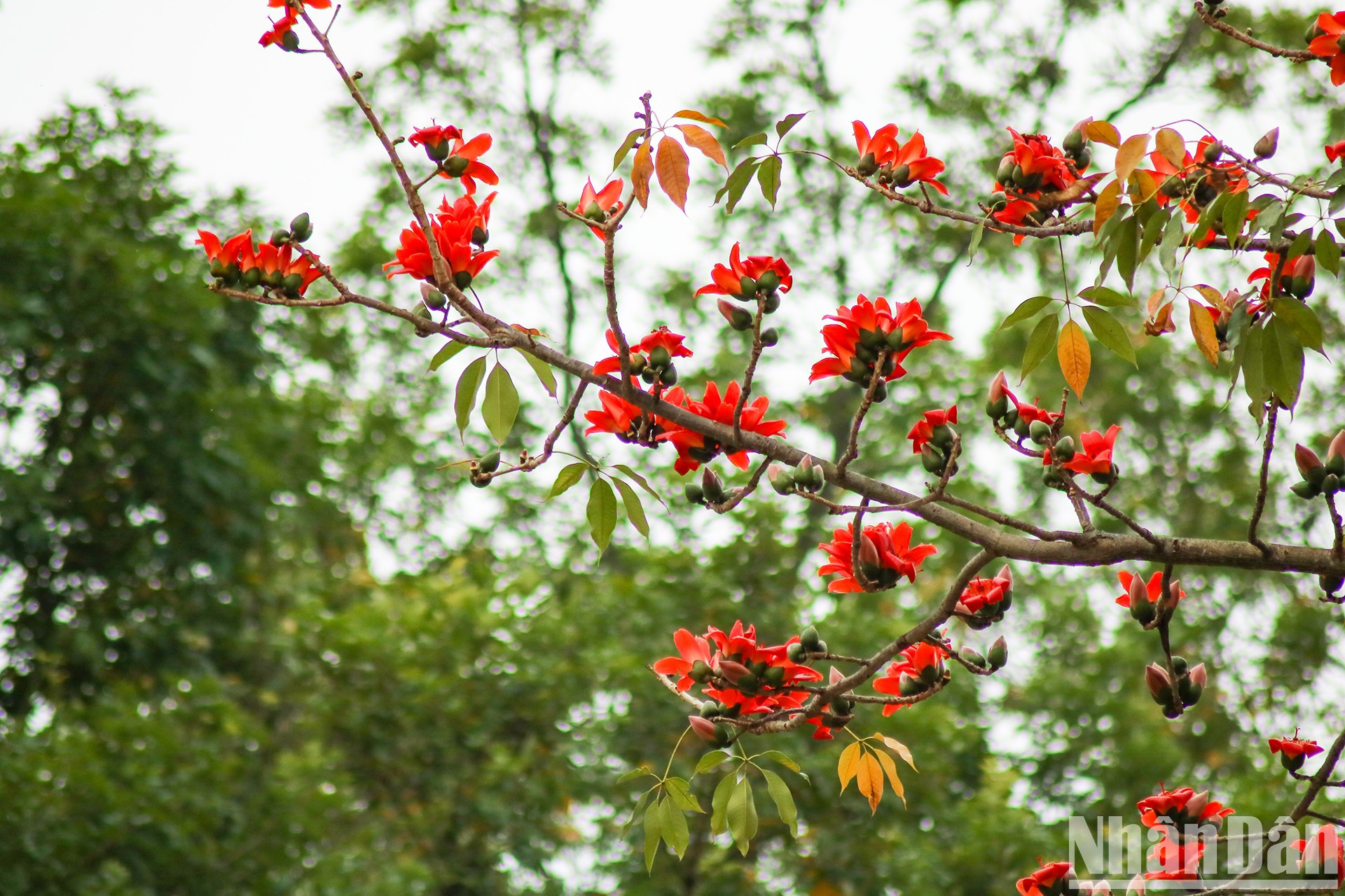 Los algodoneros rojos evocan hermosos recuerdos para muchos hanoyenses. Los algodoneros rojos evocan hermosos recuerdos para muchos hanoyenses.